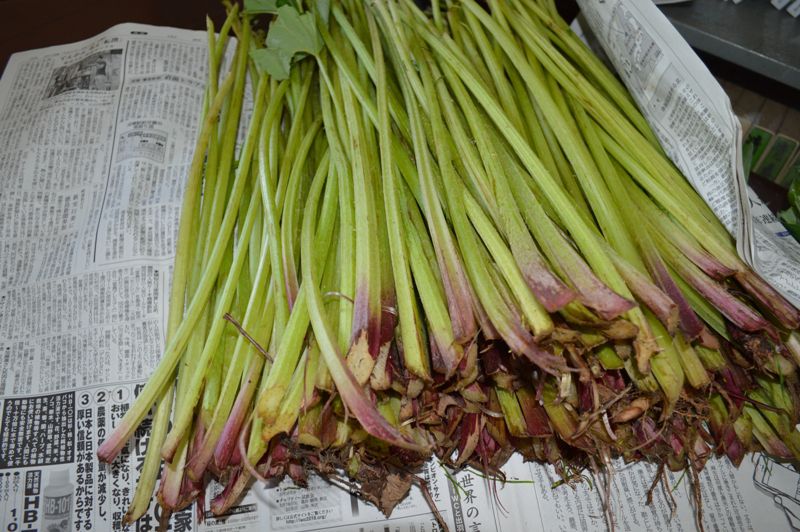 飯豊の春の野菜を高円寺アンテナショップへ