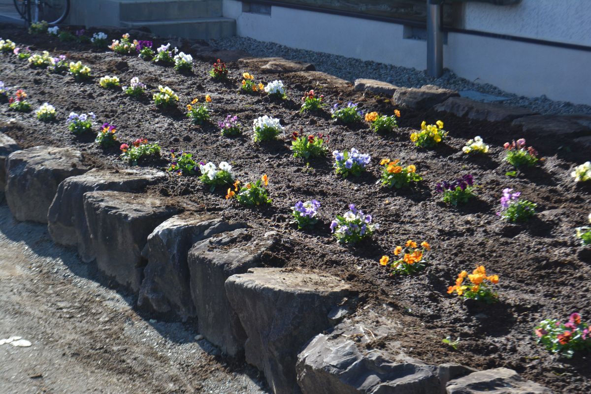 花壇に花苗を植えていただきました。