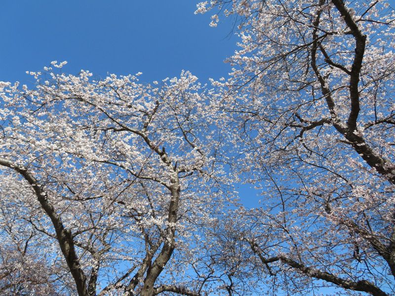 本日見頃です！🌸
