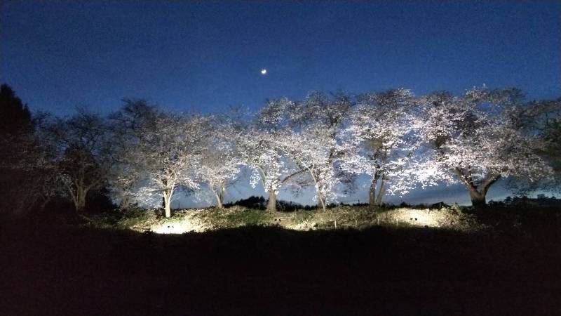 桜最前線ライトアップ