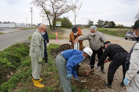 眺山に「エドヒガン桜」を植樹