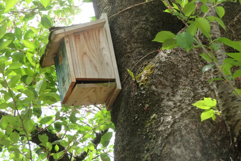 鳥の巣箱に小鳥がはいってました～！