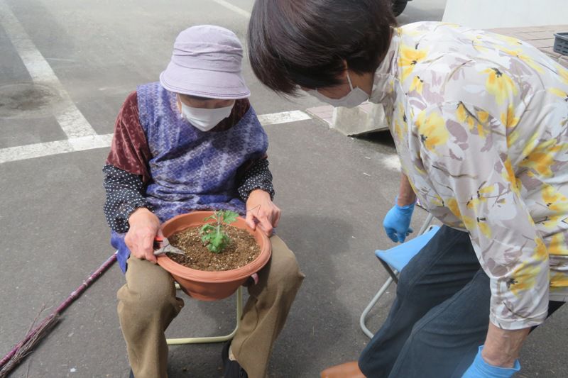 小菊盆栽作り始まる