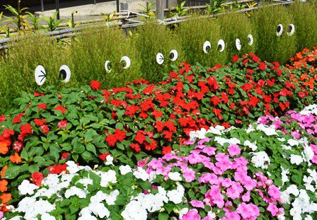 東部地区公民館「生花教室作品」と「コキアの妖精出現」
