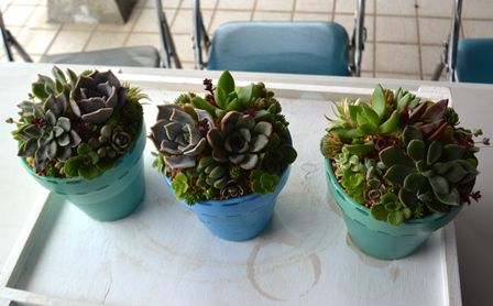 さくらんぼ会「多肉植物寄せ植え研修会」開催