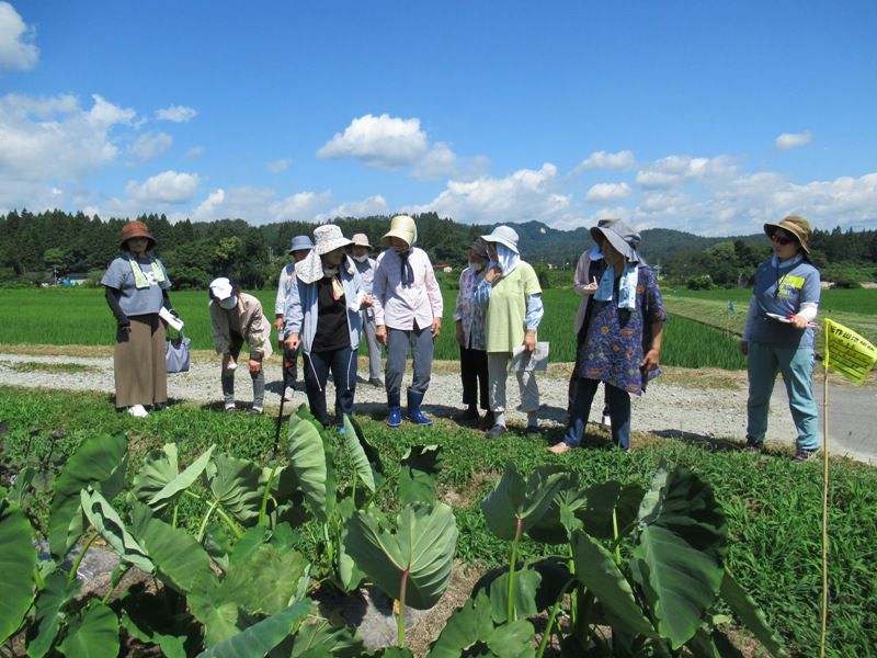 畑のはなしすっぺ～（白椿地区公民館）