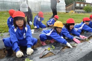 第二小1.2年生サツマイモ植え指導する。（白椿地区公民館）