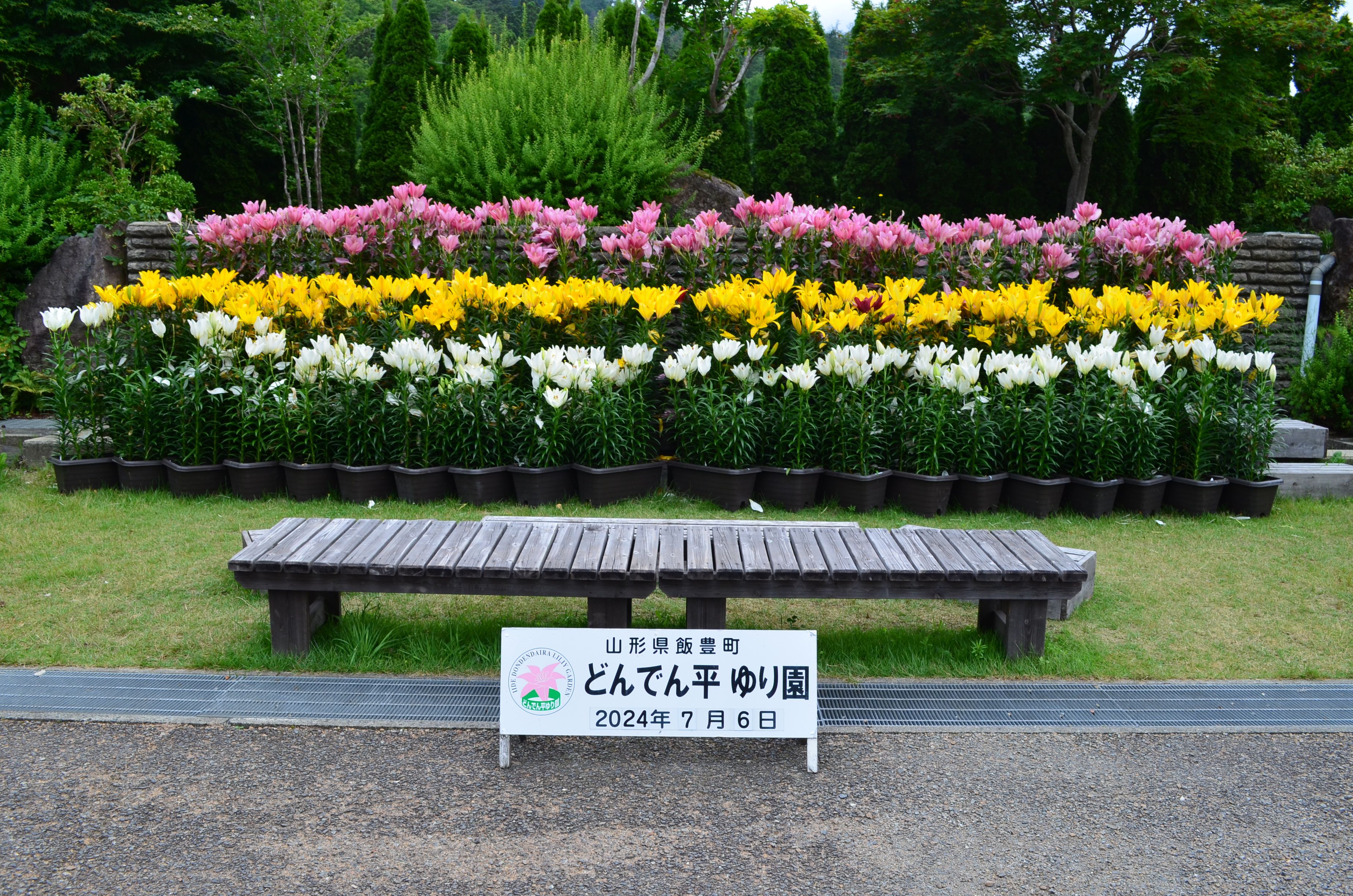 第４２回どんでん平ゆり写生大会参加者募集！