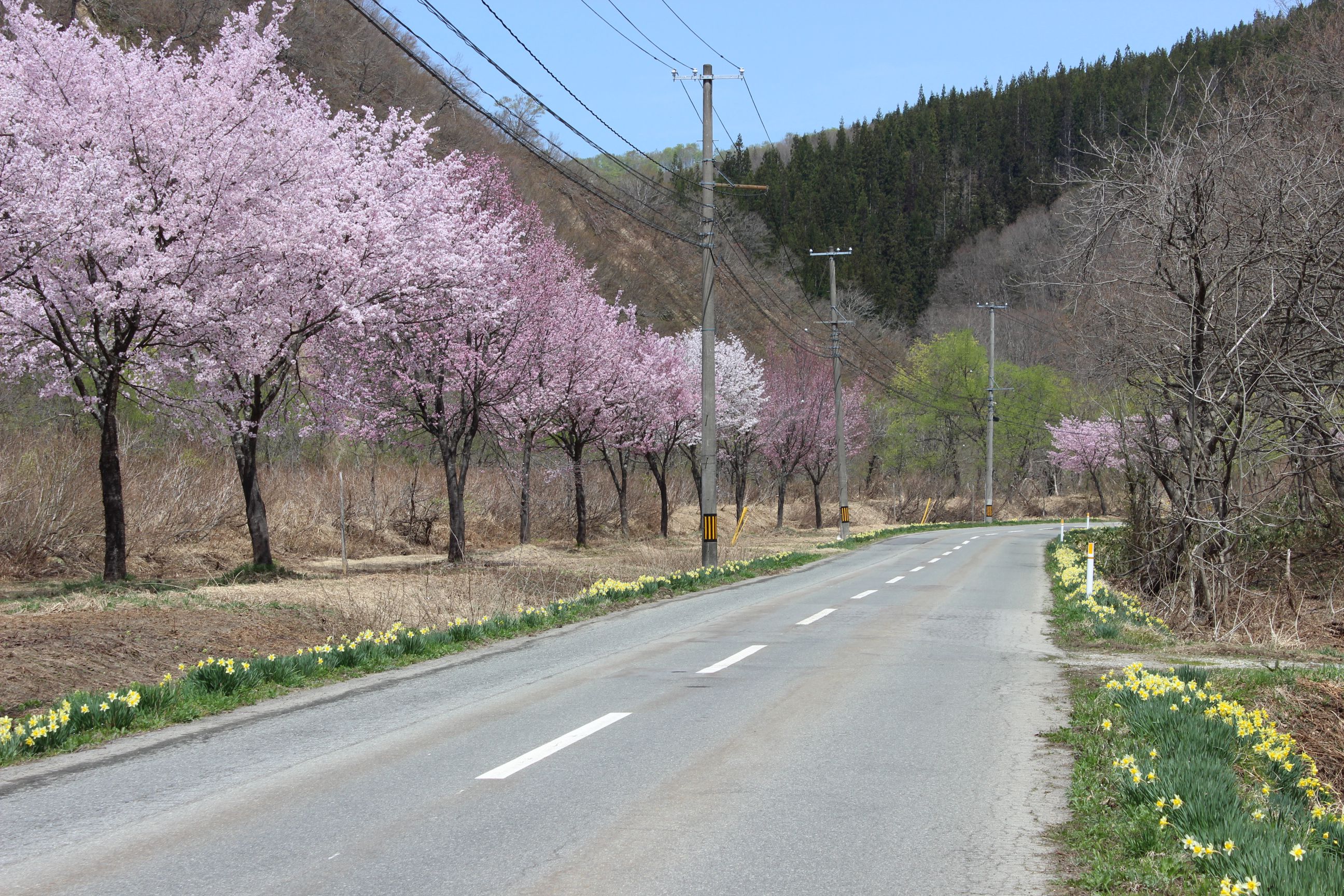 水仙ロード手入れ作業（中津川地区）