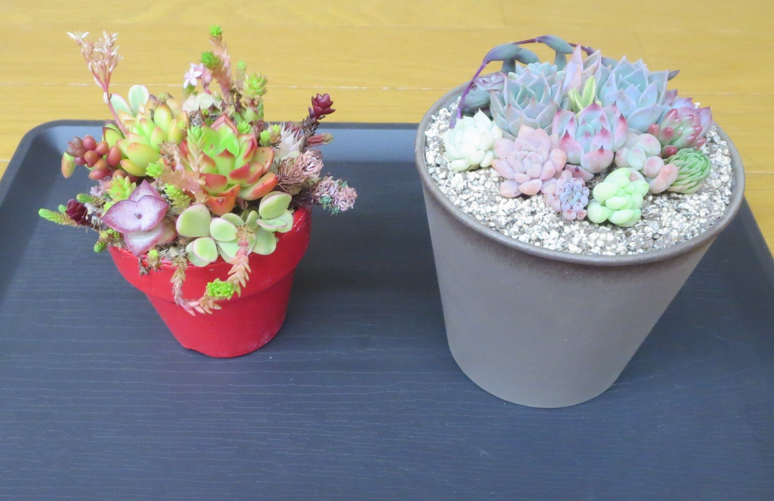 多肉植物の寄せ植え教室・さわやかクラブ（西部地区まちづくりセンター）