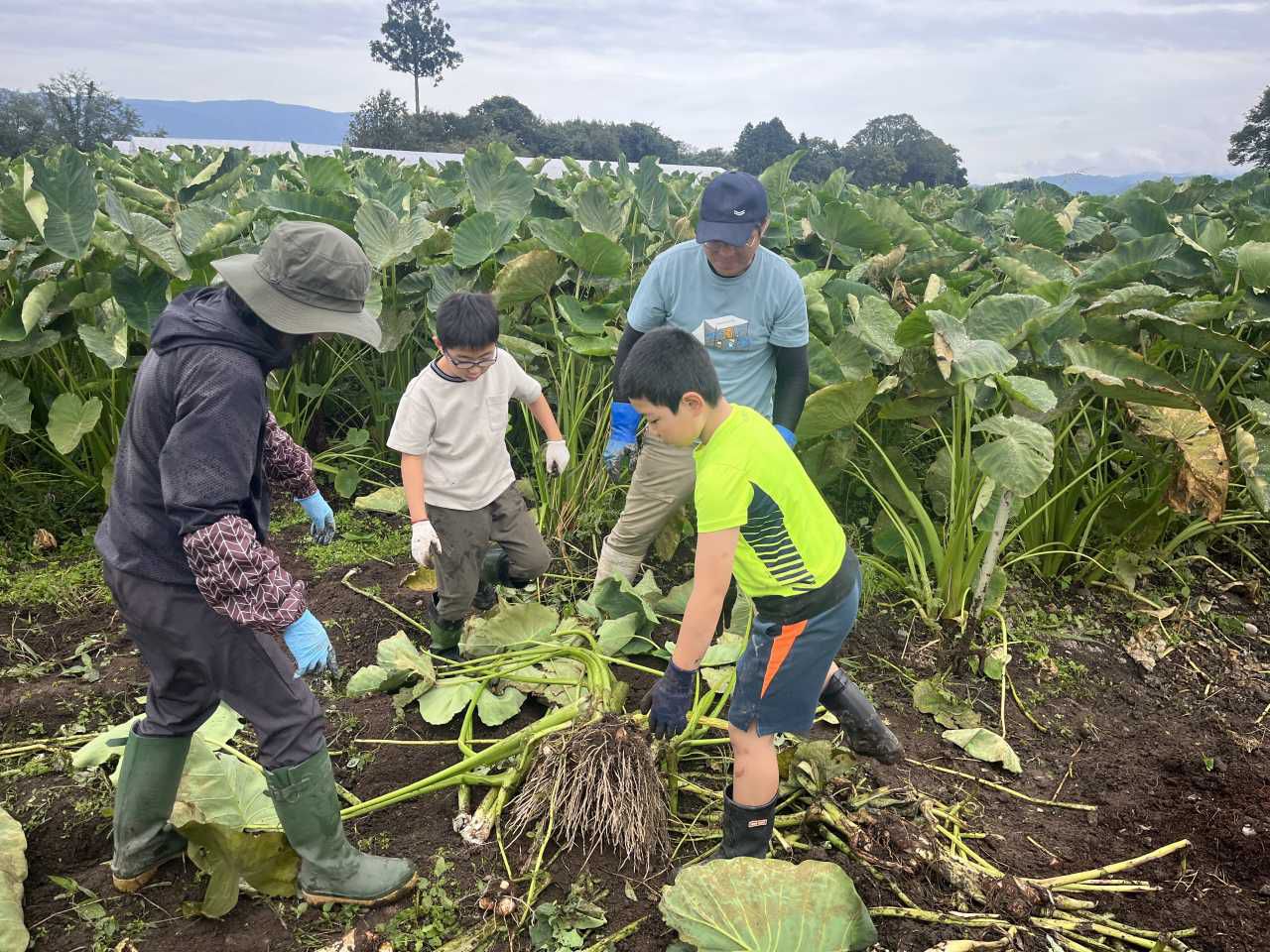 みんなの食堂東部　里芋収穫体験