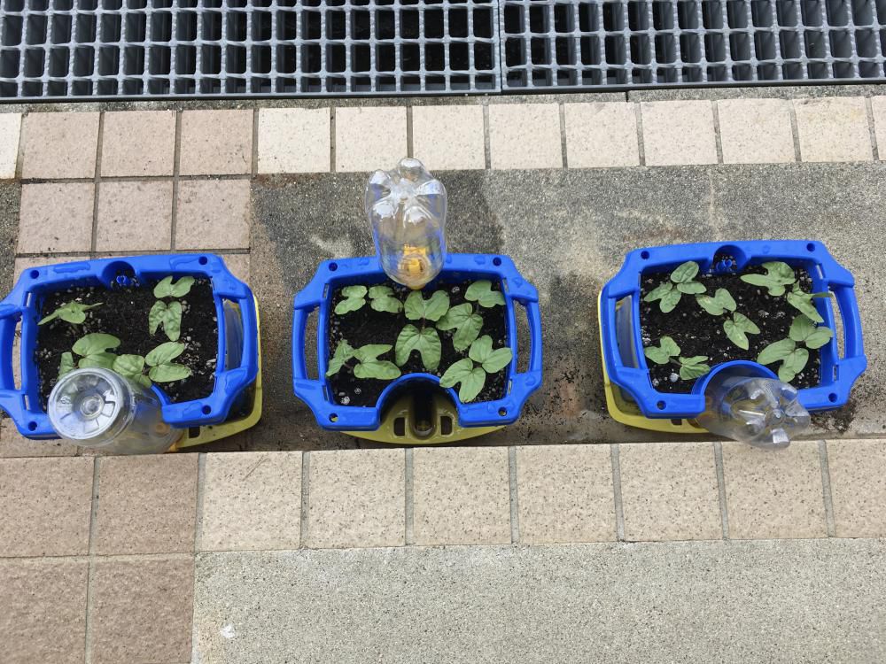 順調に育っています