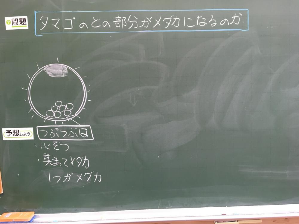 メダカの卵は・・・