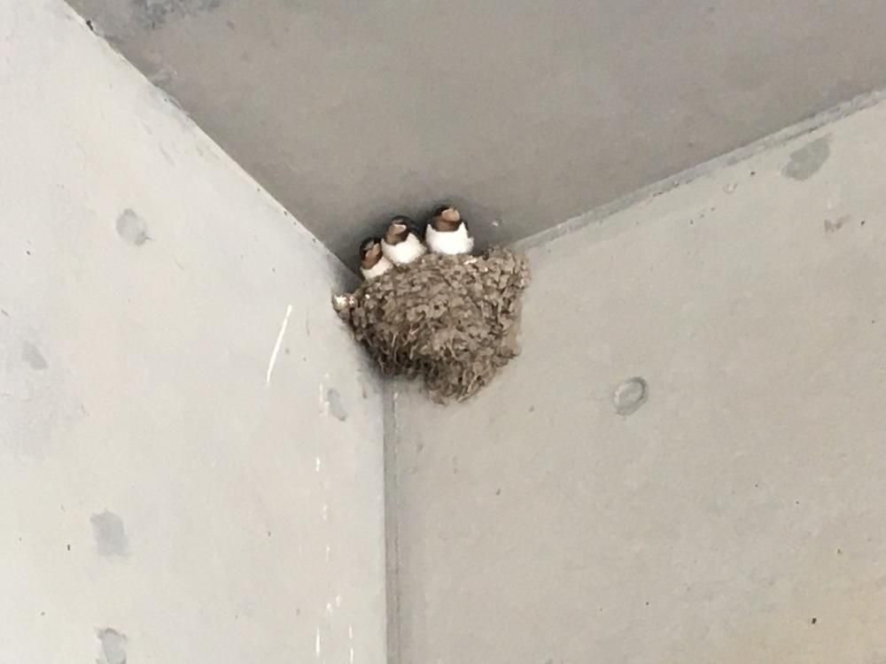 いつの間に