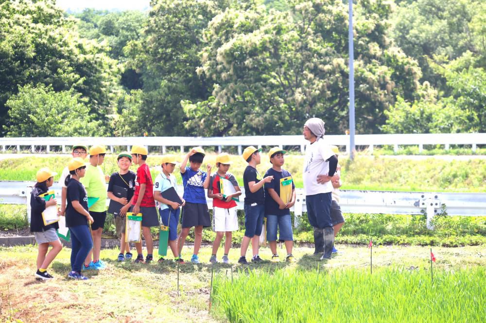 田んぼ順調のようです