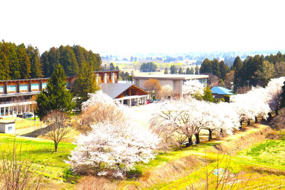 校舎と桜