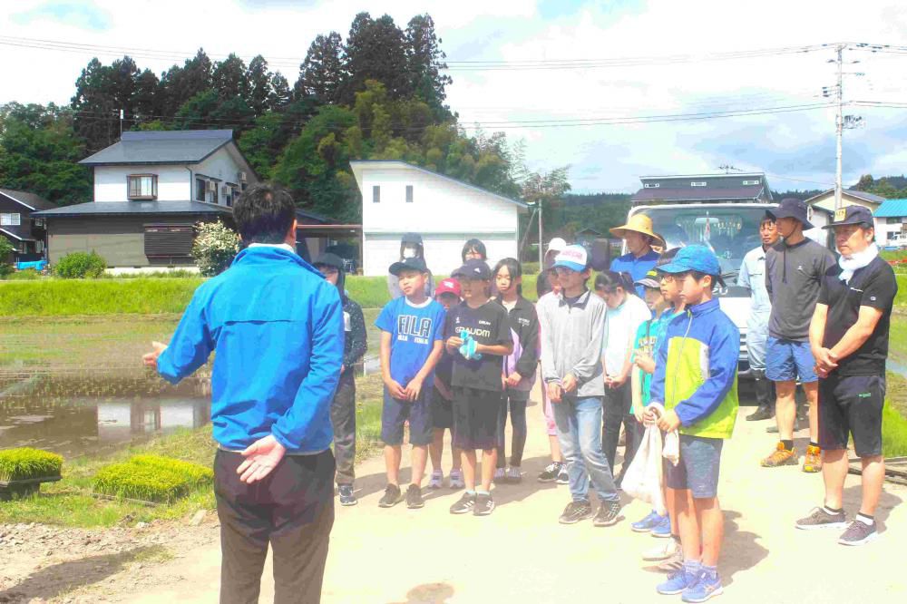 ５学年親子行事　田植え