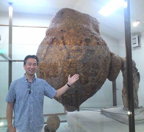 こっ、これは！　　　ハチ博物館