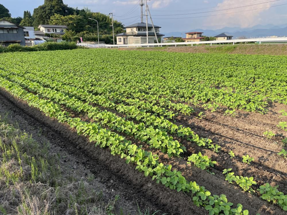 中耕培土