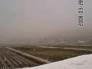 久しぶりの雪
