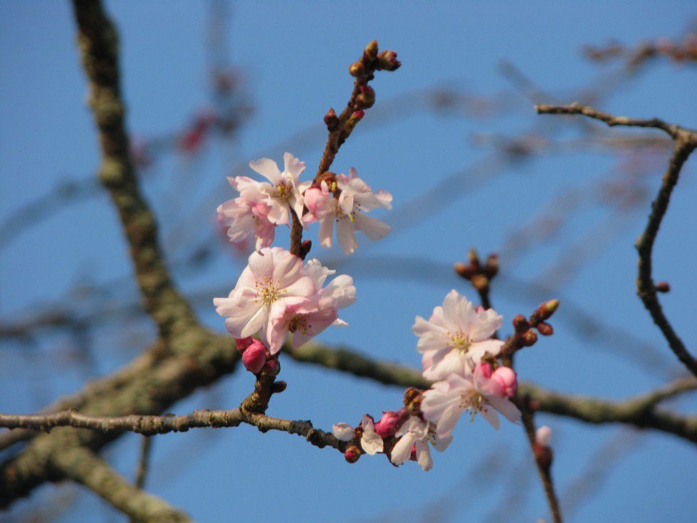 二度咲き桜のその後