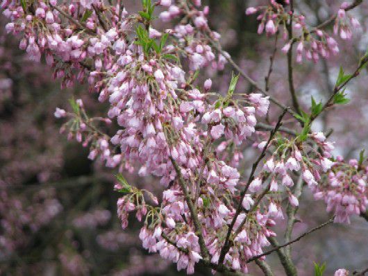 久保桜開花情報（４／２０）