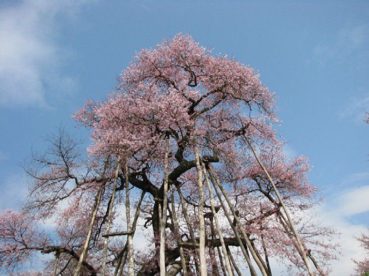 久保桜開花情報（４／２１）