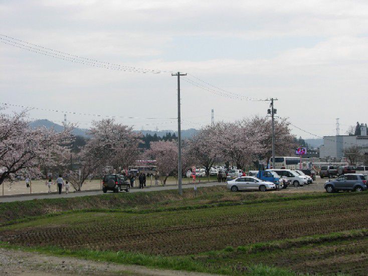 久保桜情報（混雑状況）