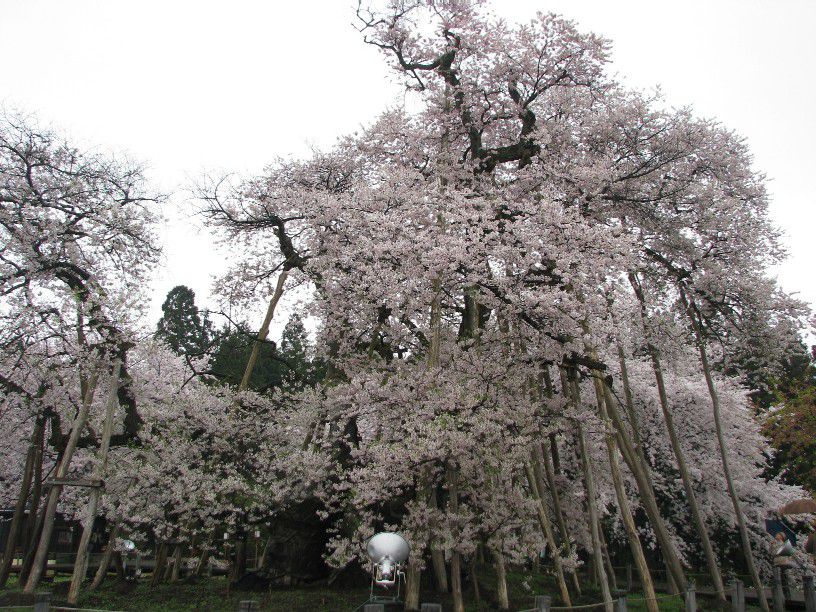 久保桜開花情報（４／２４午後）