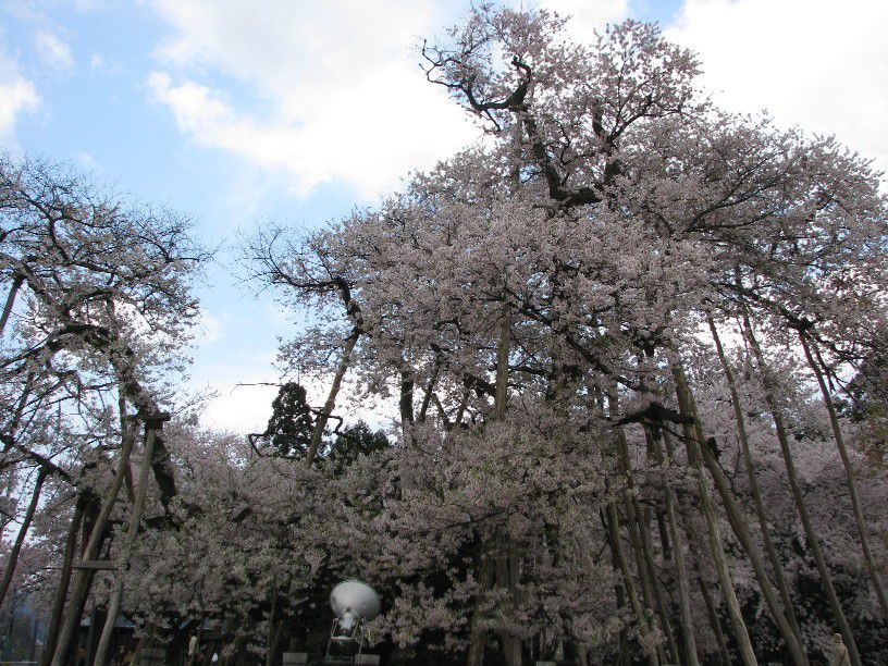 久保桜開花情報（４／２５午後）