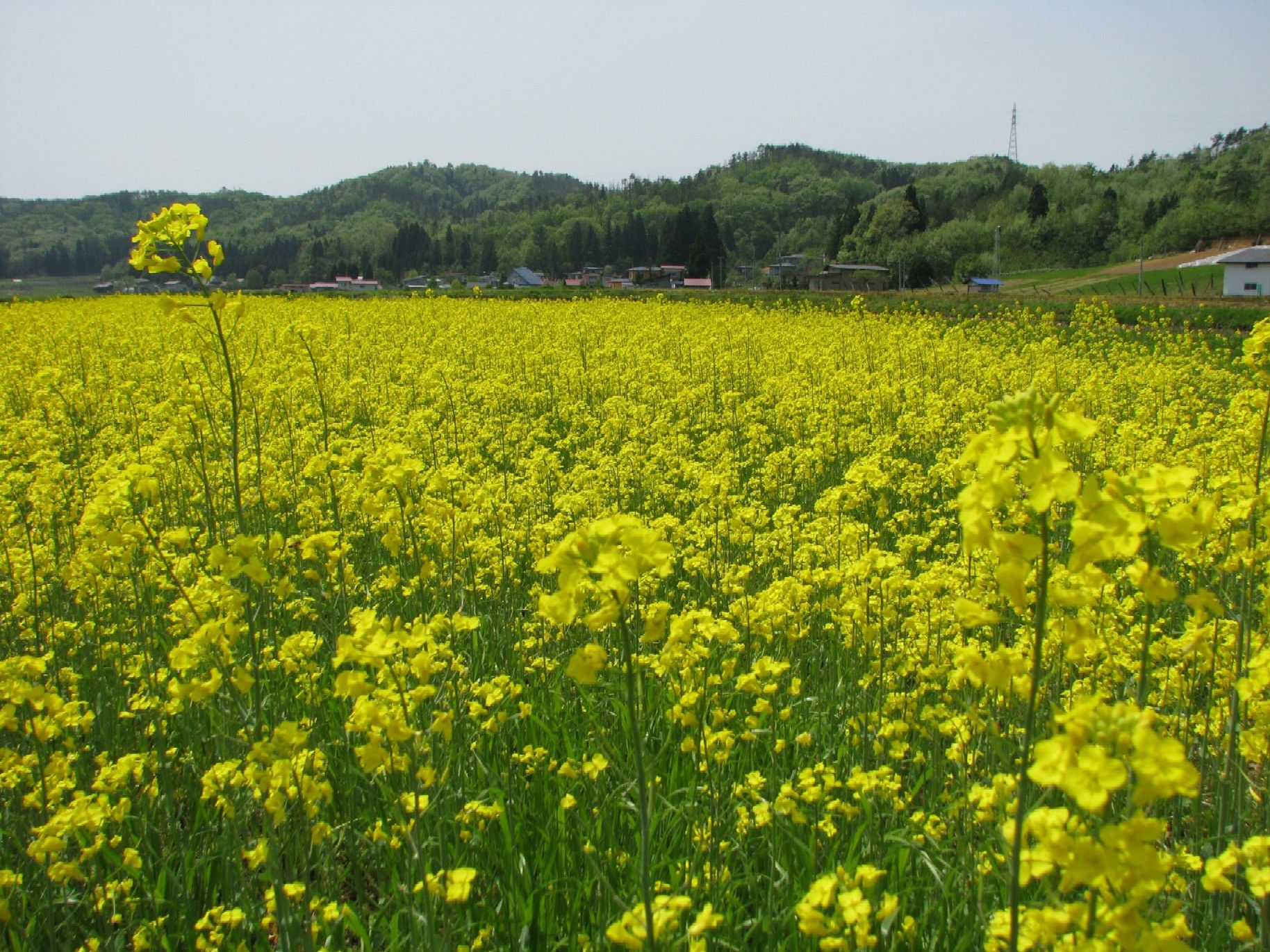 菜の花畑