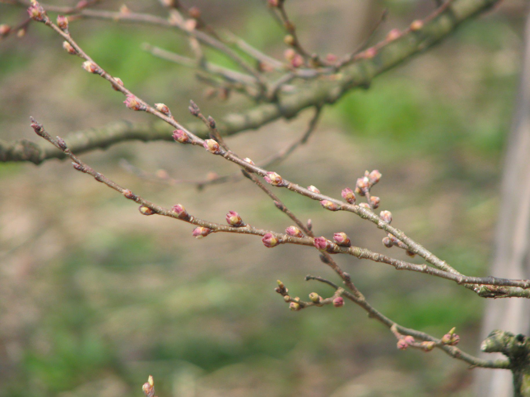 ２００９久保桜開花情報