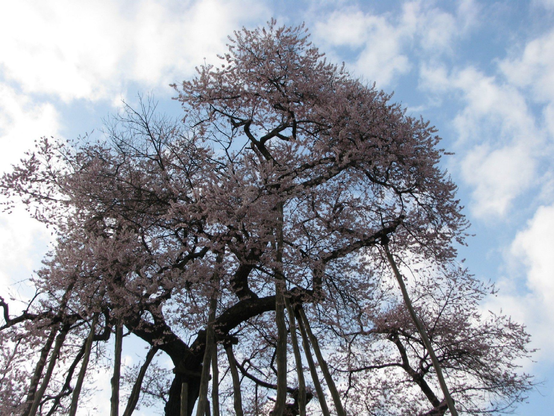 本日３回目　久保桜情報