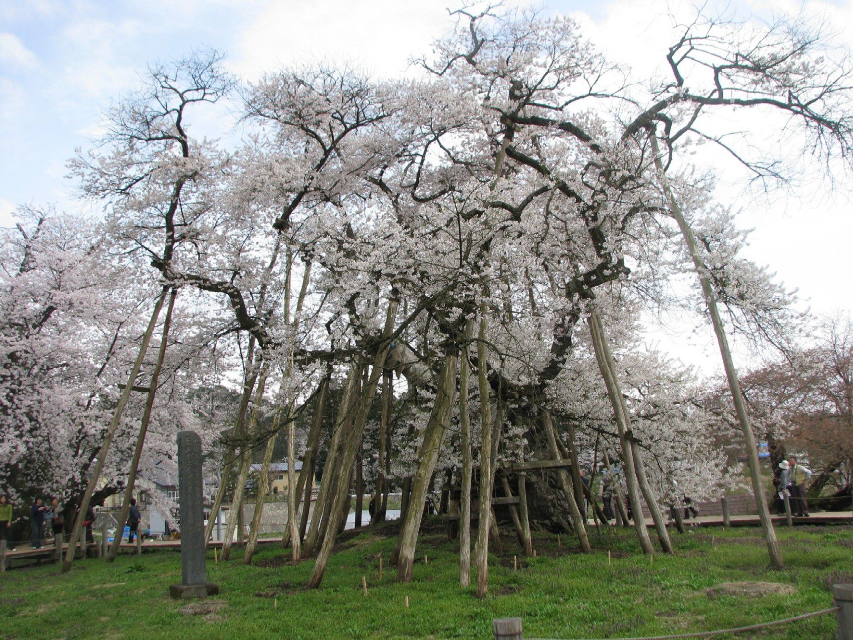 ４月２１日　第２弾久保桜情報