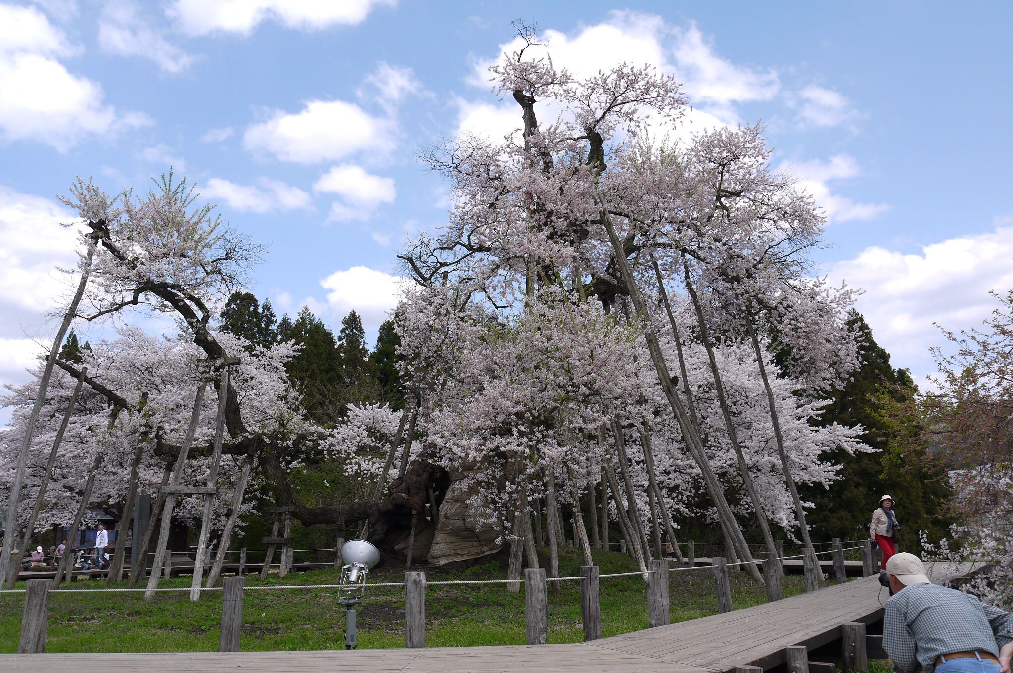 2012年　久保桜開花情報（５／１）