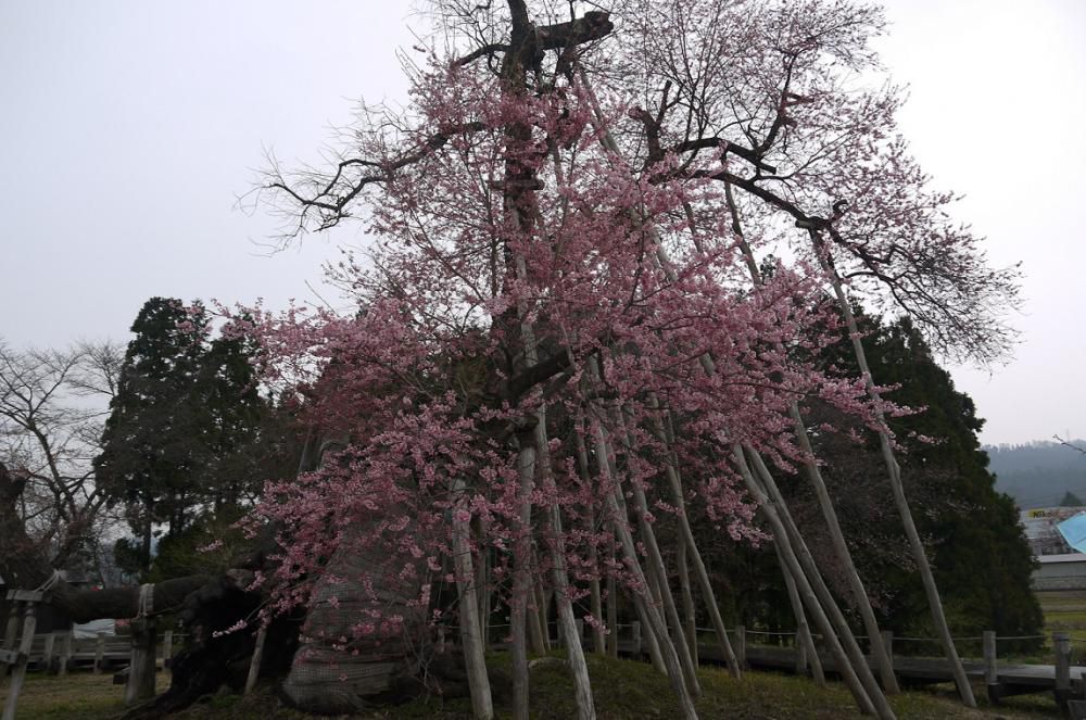 2015年伊佐沢の久保桜開花情報