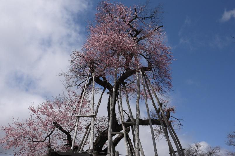 2015年久保桜開花情報