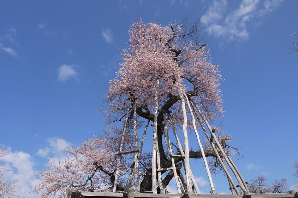 2015年久保桜開花情報