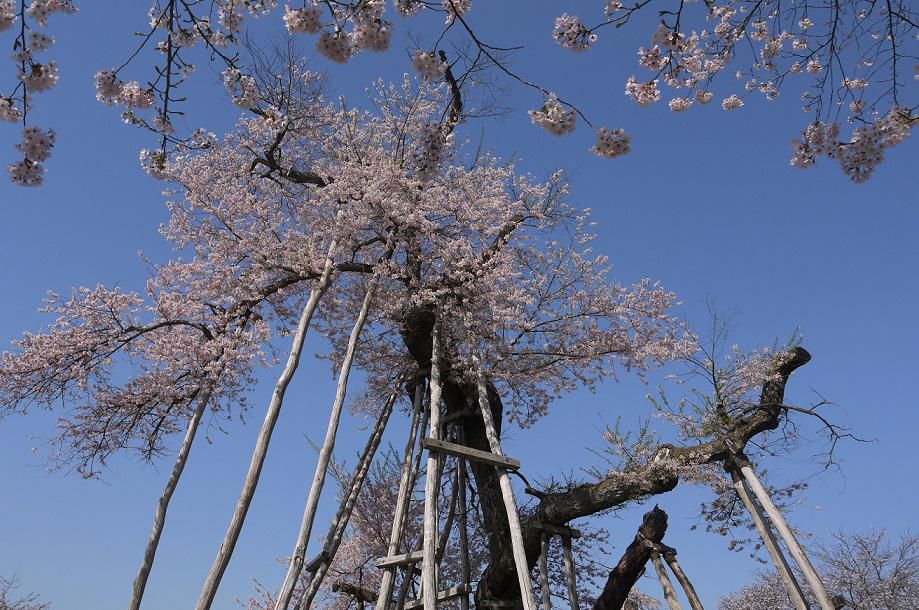 2015年久保桜開花情報