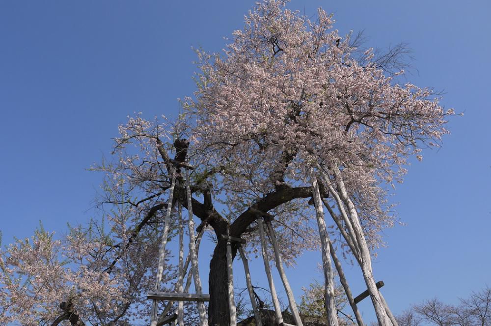2015年久保桜開花情報