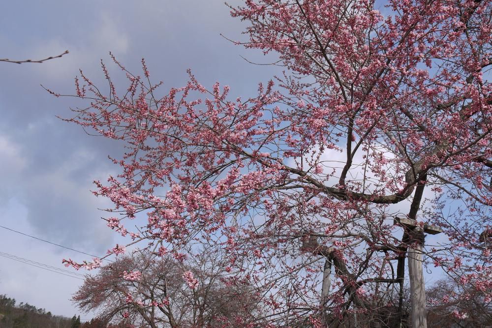 2016年久保桜開花情報