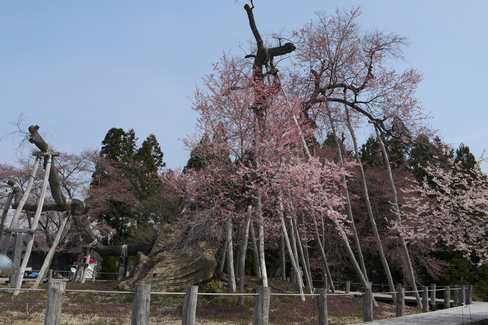 2016年久保桜開花情報（4/13）
