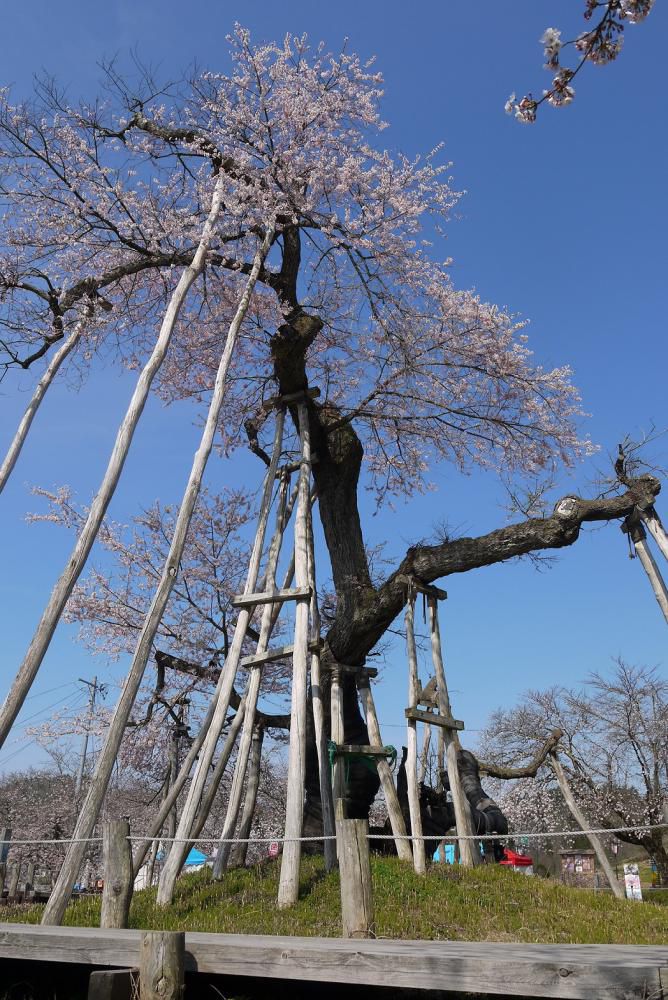 2017年久保桜開花状況