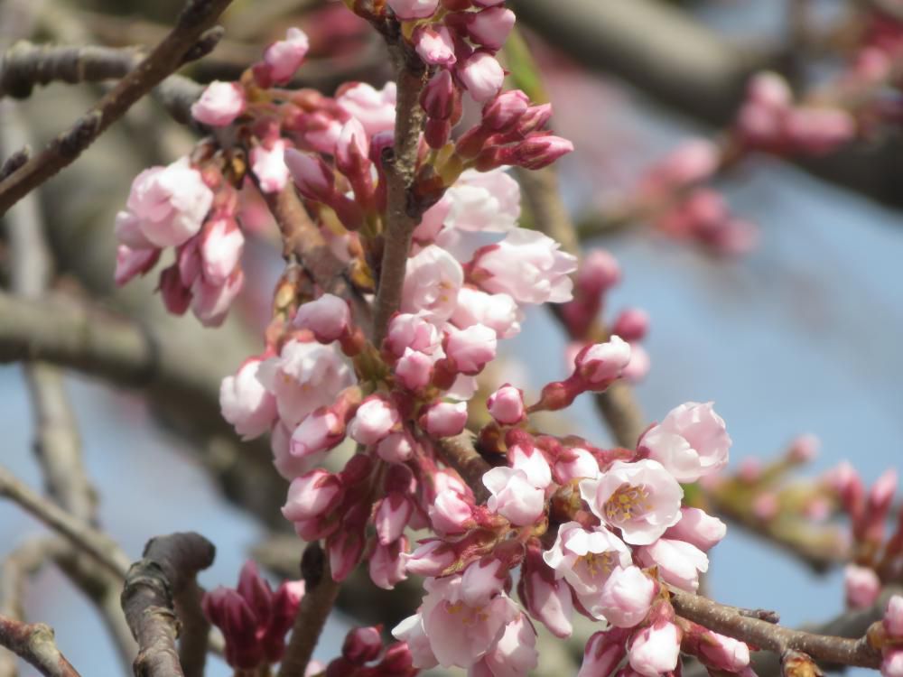 ２０１８年久保桜開花情報