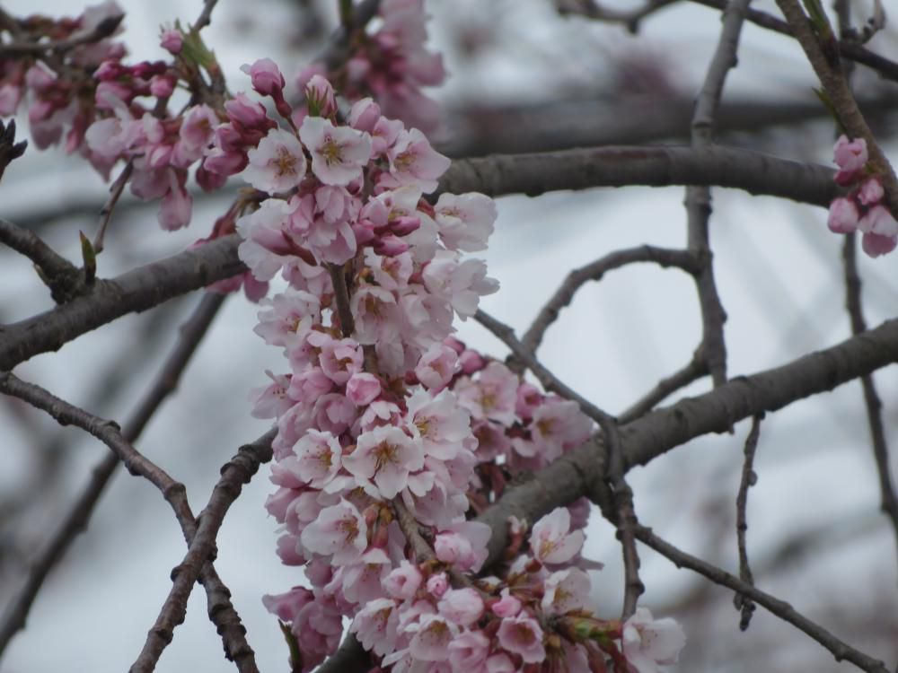 2018年久保桜開花情報
