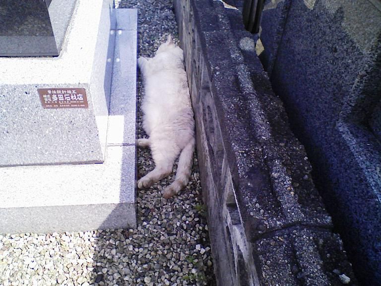 お昼ねネコ
