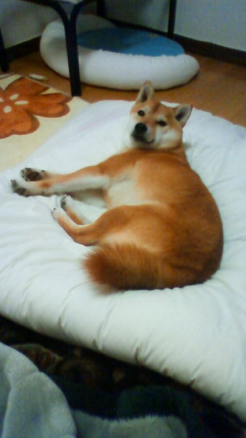 ここにも春が・・・。