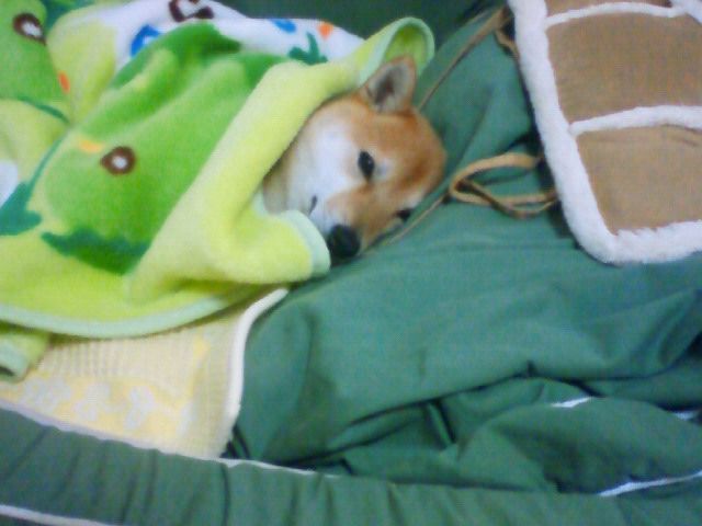 まだ寒いⅡ　八兵衛