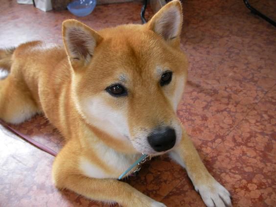 犬の手。