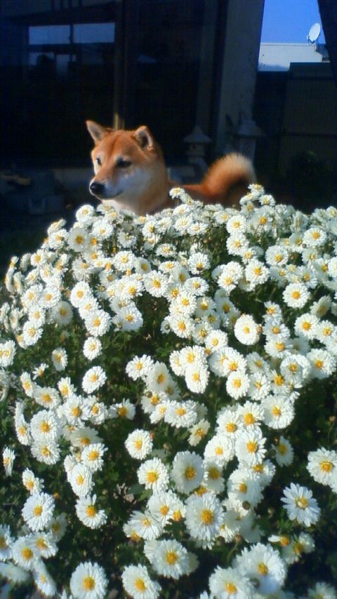 今年も…。